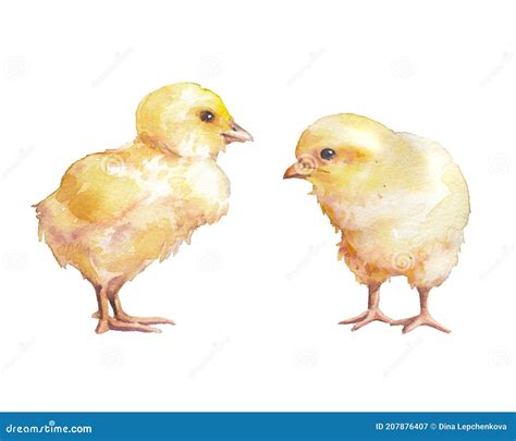 Chicken Watercolor Illustration Stock Image Image Of Character Chick