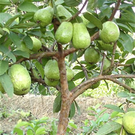 Red Guava Plant At Piece Guava Plants In Lucknow Id