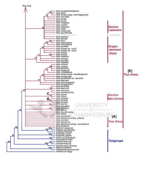 2 One Of The Most Parsimonious Trees Obtained From The Maximum Download Scientific Diagram