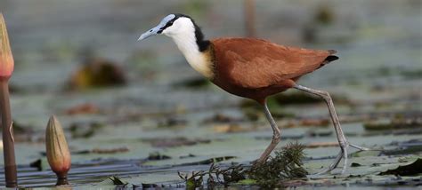 Definitive Guide To Wattled Jacana Facts, Habitat, Conservation Status ...