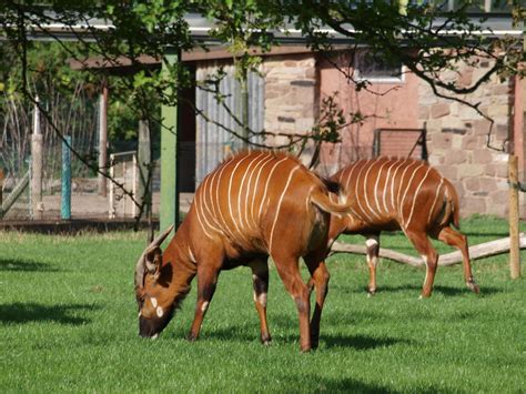 Chester Zoo Bongo Nigel Swales Flickr