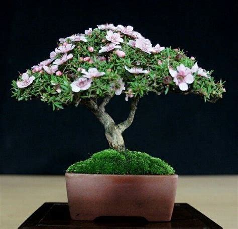 Mame Manuka Myrtle (Leptospermum Scoparium) 🇳🇿 | Bonsai azalea, Bonsai ...