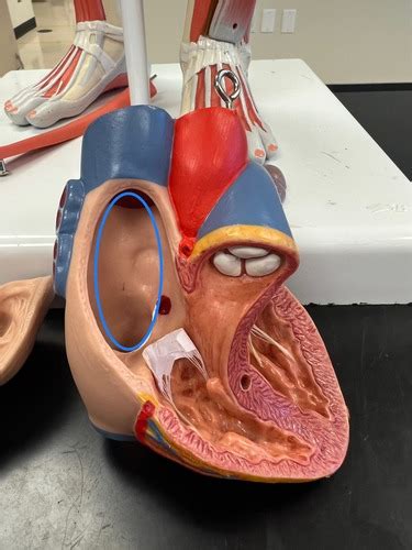 Human Heart Model Lab Exam Flashcards Quizlet