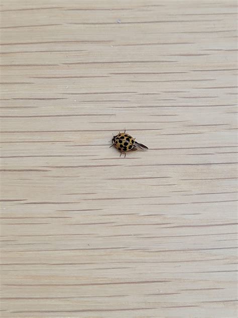 Are these ladybugs? High rise apartment not expecting any bugs : r