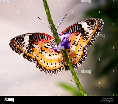 Beautiful Malaysian butterfly Stock Photo - Alamy