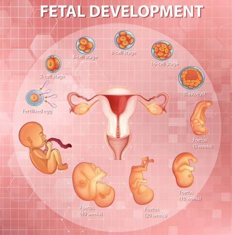 Stages Of Embryonic Development