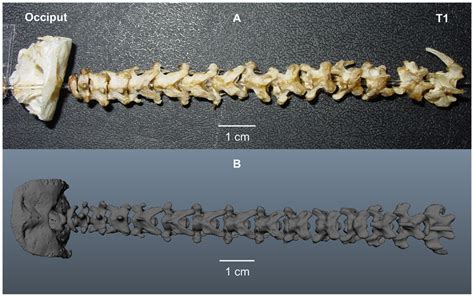 Reconstruction Of The Neck From Micro Ct Scans A Photograph Of The Download Scientific