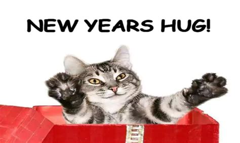 50+ Amazing Chinese New Year Cat Meme 2023 - QuotesProject.Com