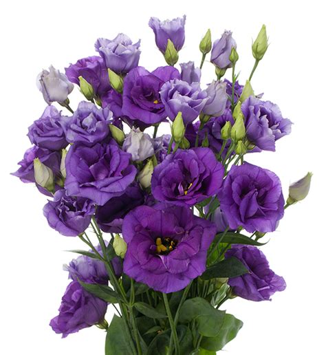 Eustoma Russellianum F1 Eustoma Russellianum F1 Cessna Blue III