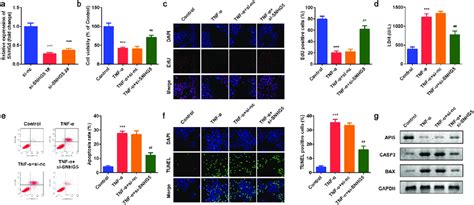 Effects Of SNHG5 On YAMC Cells A SNHG5 Expression Levels Were