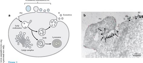 Figure 1 From Biogenesis Secretion And Intercellular Interactions Of