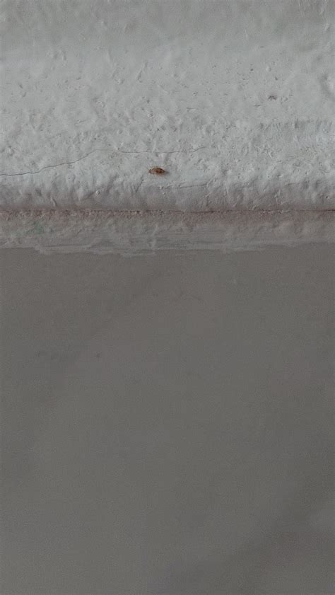 What are those bugs? : r/whatsthisbug