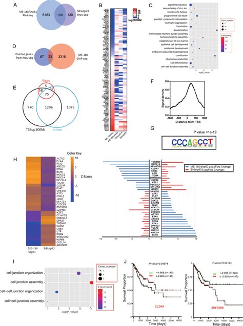 Identification Of Target Genes Regulated By Np In Cervical Squamous