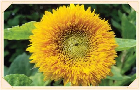 16 Sunflower Facts That Are So Sweet ProFlowers Blog Growing