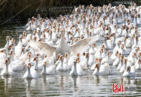 河北邯郸：林下致富养大鹅凤凰网河北凤凰网