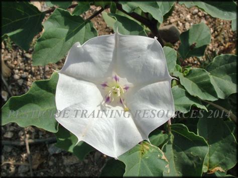 Datura Discolor