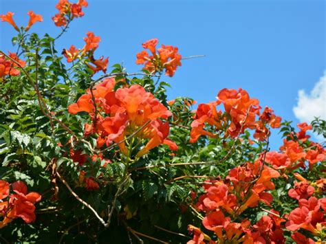 Trumpet Vines As Ground Cover Tips On Using Trumpet Vines For Ground