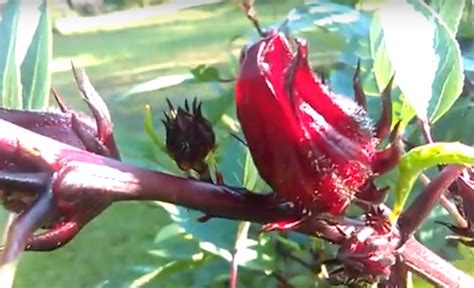 Roselle Flower Seeds: What Are Uses For Roselle Seeds (VIDEO)