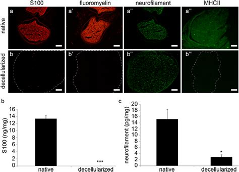 Analysis Of The Decellularization Efficiency Immunofluorescence