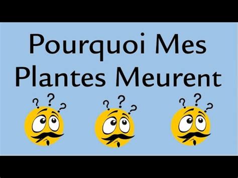 Pourquoi Mes Plantes Meurent YouTube