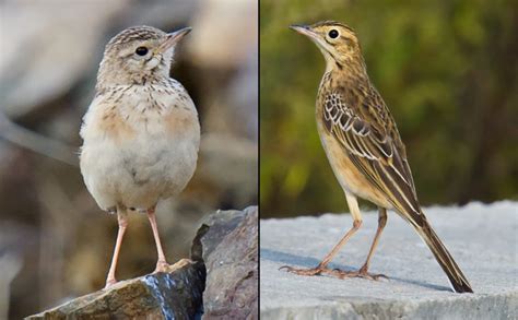 Richards Pipit Identification Shanghai Birding 上海观鸟