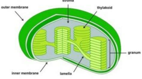 Gambar Struktur Kloroplas - 57+ Koleksi Gambar