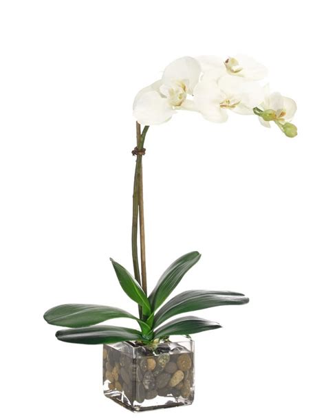 Orchidee In Vaso Di Vetro Consigli E Informazioni Utili Su Come