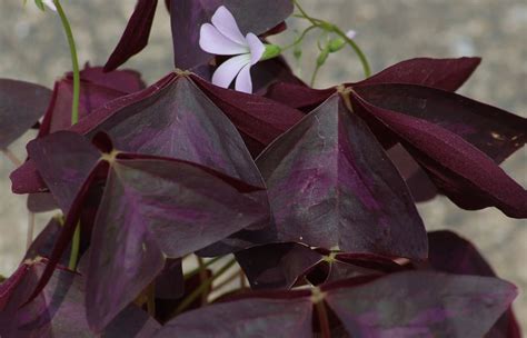 Purple Shamrock Plant Care And Growing Guide