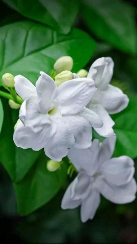 grow sampaguita flowers jasminum sambac artofit