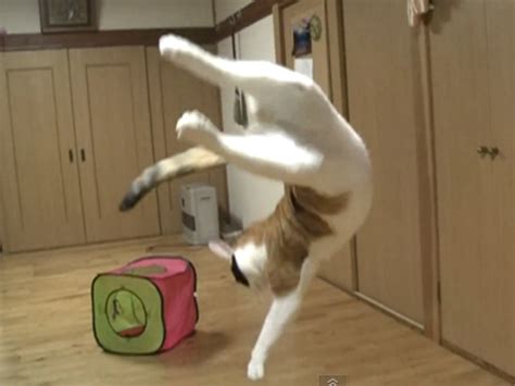 Cats jumping into the air in slow-motion - CBS News