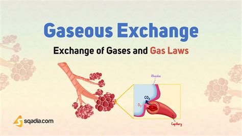 Exchange of Gases and Gas Laws - Gaseous Exchange