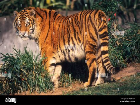 Tigre El Felino M S Grande Del Mundo Fotograf A De Stock Alamy