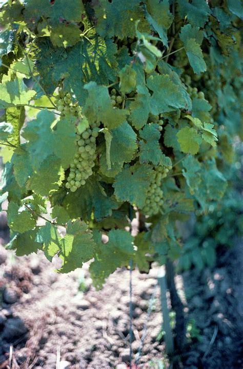 Vitis Vinifera Photograph By Science Photo Library Pixels