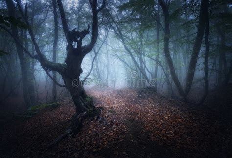 Foresta Nebbiosa Di Autunno Mistico Di Mattina Vecchi Alberi Immagine