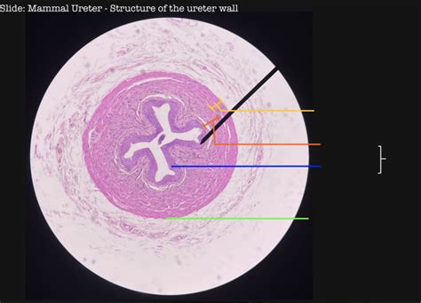 Ureter Wall Histology Diagram Quizlet