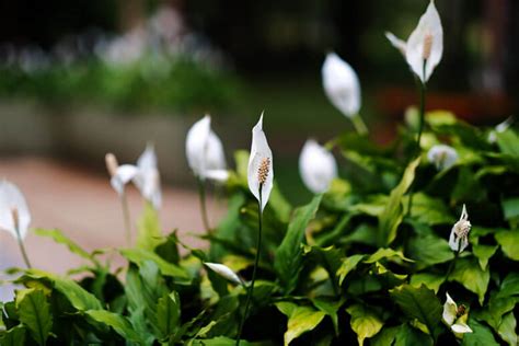 Lírio da Paz Aprenda a cultivar e cuidar do Spathiphyllum