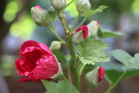 Stockrose IMG 3007 Julia HalleFotoFan Flickr