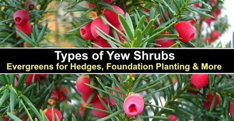 Yew Tree Facts Types Identification Diseases Pictures