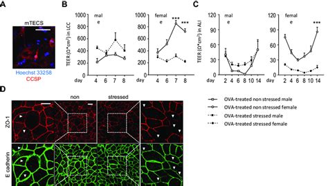 Sex Specific Epithelial Barrier Dysfunction In Cultured Mtecs Following Download Scientific