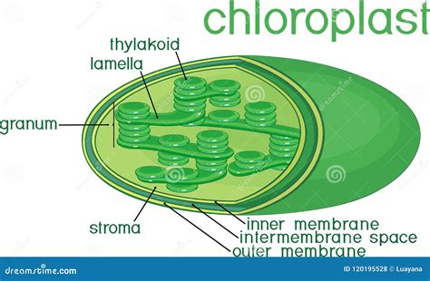 Structure of Chloroplast with Titles Stock Vector - Illustration of ...