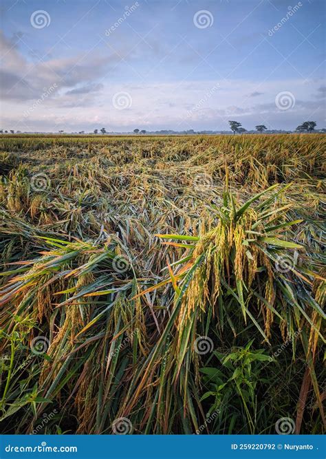 Colapsed Rice Plants in Rice Field Stock Photo - Image of backyard