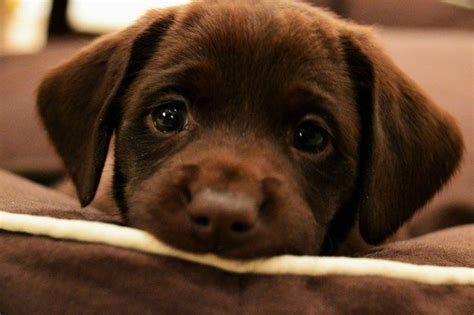 Cutest Chocolate Lab Puppy Ever