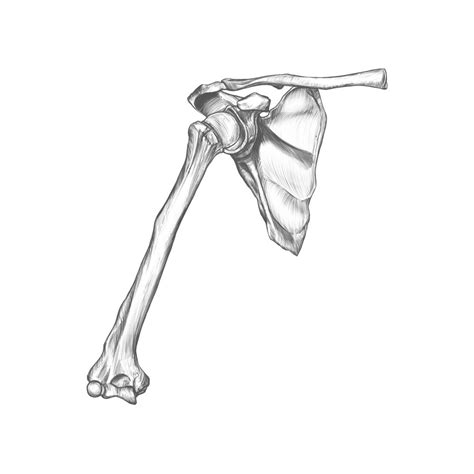 Shoulder Blade Clavícula And Humerus Sketch On Behance