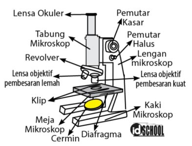 Cara Menggunakan Mikroskop dan Bagian-bagiannya – idschool.net