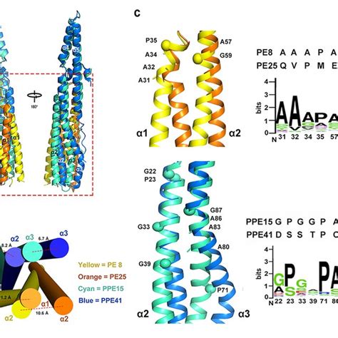 PDF Structural Basis Of The PE PPE Protein Interaction In