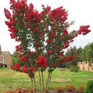 'Dynamite' Red Crape Myrtle Tree | New Blooms Nursery