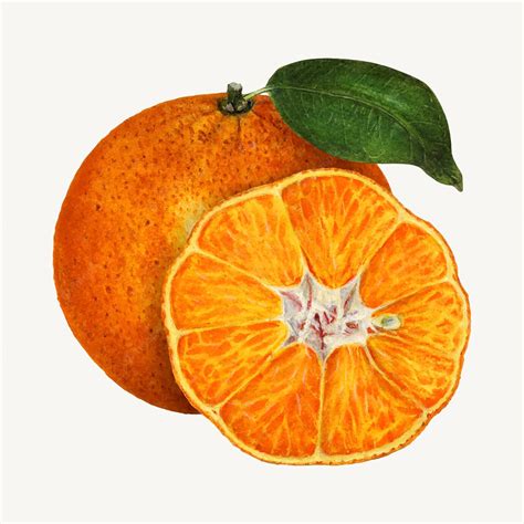 Free Vector Vintage Oranges Illustration Vector