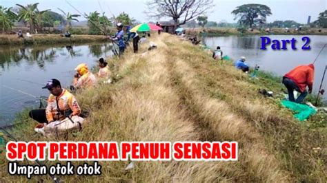 Spot Perdana Penuh Sensasi Mancing Bandeng Umpan Otok Otok Part