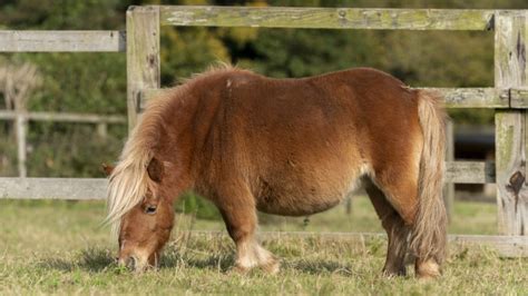 Neglected Shetland Turned Christmas Film Star Finds Fairytale Ending