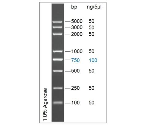 D5000 DNA Ladder Marker 1005000bp 美仑生物